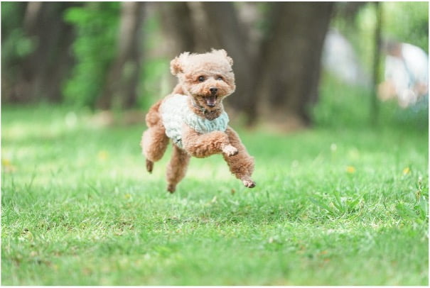 写真:執筆者ピンキーさんの愛犬れお